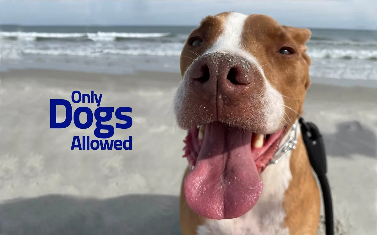 This image features a happy dog's face framed against a beach background, with playful typography reading 'Only Dogs Allowed.' The shoreline and sand are visible in the backdrop, emphasizing a fun, pet-friendly atmosphere and direct beach access for dogs and their owners.